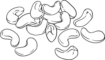 Cashew  Nuts  Outline Illustration.