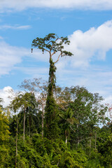 Fototapeta premium Amazon rainforest tree - Republic of Ecuador