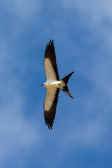 Graceful Flight: Fork-Tailed Flycatcher in Mid-Air Elegance