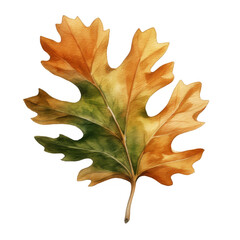 Fototapeta premium Watercolor Oak Leaf Isolated on a Transparent Background