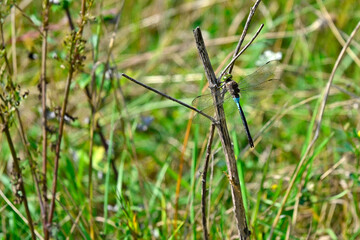Kleine Königslibelle // lesser emperor (Anax parthenope)