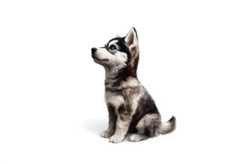 siberian husky puppy on white background