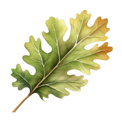 Fototapeta premium Watercolor Oak Leaf Isolated on a Transparent Background