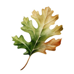 Fototapeta premium Watercolor Oak Leaf Isolated on a Transparent Background