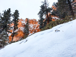 Snow scene, colorful cliffs with red rock and stone Surrounded by trees in Bryce Canyon National...