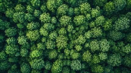 Naklejka premium Sustainability net zero carbon negative forest nature Biodiversity Diversity