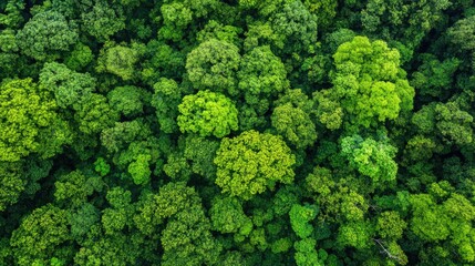 Sustainability net zero carbon negative forest nature Biodiversity Diversity