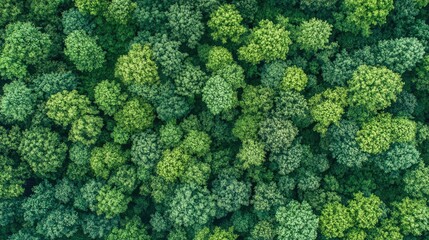 Naklejka premium Sustainability net zero carbon negative forest nature Biodiversity Diversity