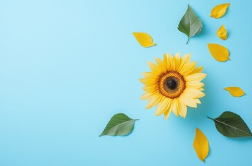 Sunflower and Leaves on Blue Background