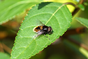 Male hover fly Furry Drone Fly, Eristalis intricaria , family hoverflies (Syrphidae). On a leaf in a Dutch garden, summer, August	