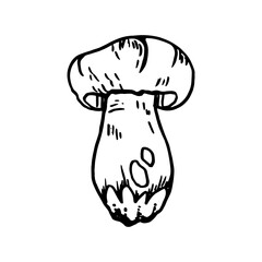 Mushrooms hand-drawn doodle. Contour black line mushroom. Vector illustration