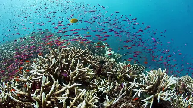 Mesmerizing display of colorful fish moving gracefully in slow motion among vibrant coral reefs in Fiji's clear underwater landscape.