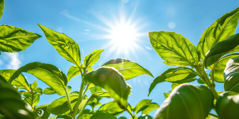 Obraz premium Basil plants basking in the bright sunlight on a warm summer 