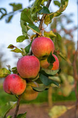 Rural organic growing of fruits in the family garden