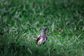 Oriental Magpie Robin (juvenile), Copsychus saularis, standing on green grass field in forest park, a distinctive black and white bird with long tail usually held upright when hopping on ground