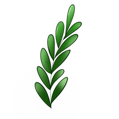 plant isolated on white background