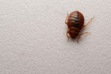 bedbug