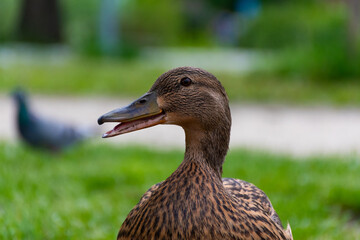 Mallard duck