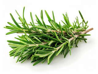 Fototapeta premium rosemary isolated on the white background