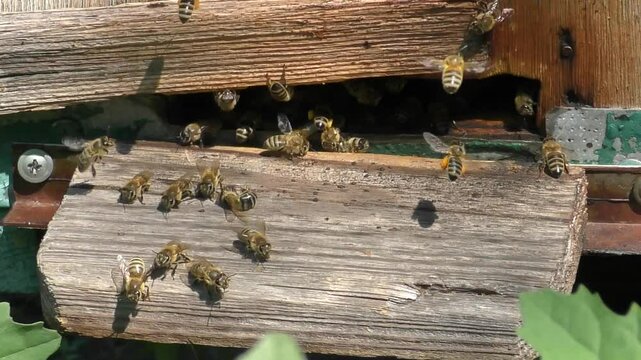 Busy Bee: Bringing Honey to the Hive