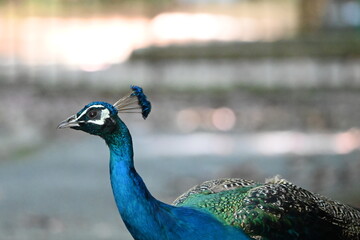 Obraz premium 動物園の美しいクジャクの姿