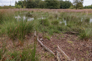 Wiesen und SWeiden in den Niederlanden