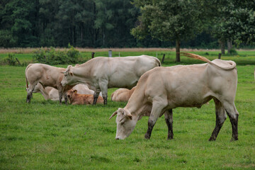 Wiesen und SWeiden in den Niederlanden