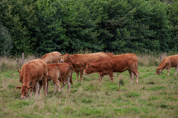 Wiesen und SWeiden in den Niederlanden