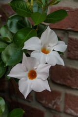 Blühender Garten im Münsterland