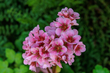 Fototapeta premium Blühender Garten im Münsterland