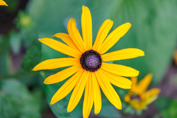Blühender Garten im Münsterland