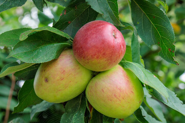 Blühender Garten im Münsterland