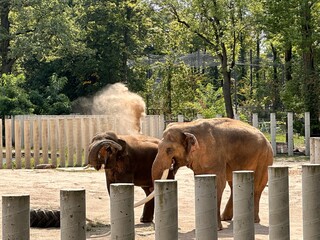 elephant in the zoo