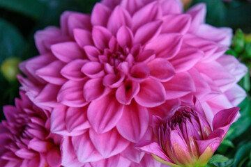 Blühender Garten im Münsterland