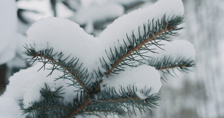 spruce twigs covered by snow