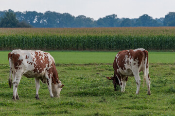 K&uuml;he im M&uuml;nsterland