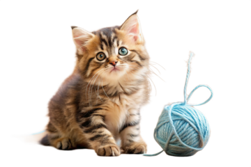 A fluffy kitten playing with a ball of yarn, tangled in the string 2