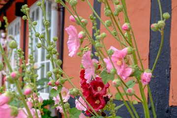 svaneke auf  Bornholm