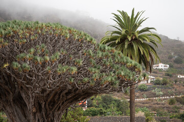 Thousand year old dragon tree of Icod de Los Vinos - Tenerife