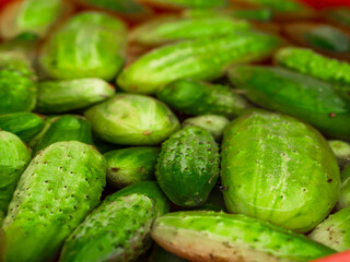 A red bowl filled with fresh green cucumbers in water. The cucumbers are wet and appear to be freshly picked. Natural organic product ready to be marinated for winter. Agriculture and farming.
