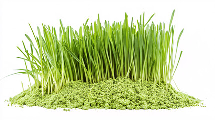 Fresh Green Grass Sprouting from Powdered Soil