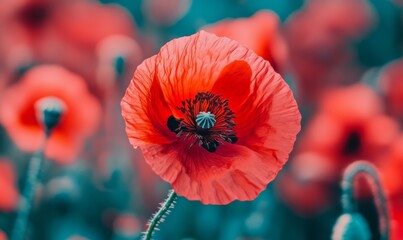 Elegant Dried Floral Abstract: Minimalist Composition with Preserved Poppy Petals. Artistic Marketing Background for Posters, UI, and Web Design. Timeless Beauty in Nature's Remnants, Symbolizing Hope