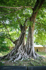 View of the old big tree in the park