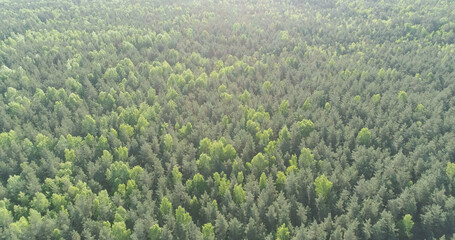 Obraz premium Aerial forward flight over mixed forest on a sunny summer day