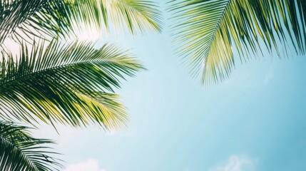 Palm Tree Leaves Against Blue Sky