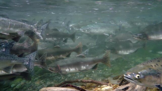 A group of salmon navigates the flowing waters of a pristine river, showcasing their vibrant scales and natural behavior during the spring migration period.