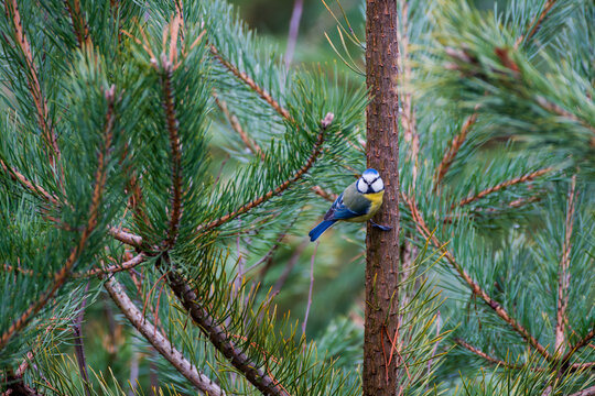 Modraszka na drzewie