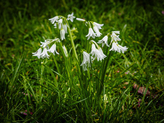 Wild leek blossoms