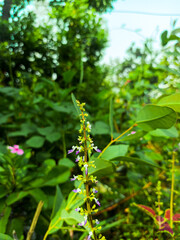 Vibrant Green Purple Coleus Blooming Flower in Bright Natural Setting
