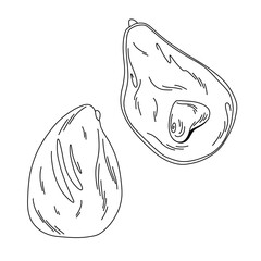 linear image of avocado and its halves in doodle style isolated on white background